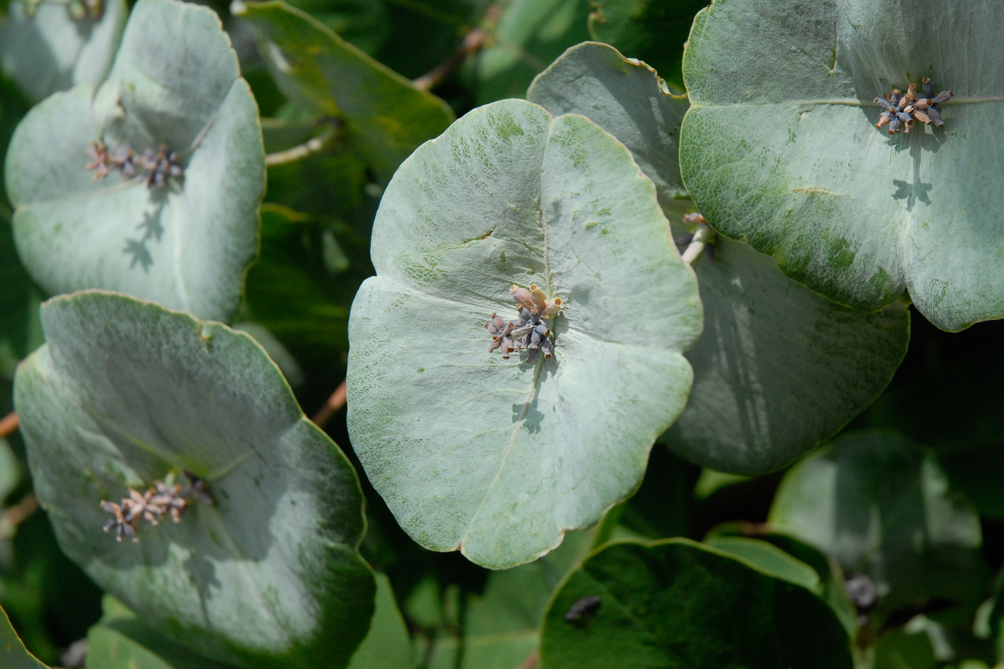 Kintzley's Ghost Honeysuckle